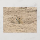 Search for burrows Rodent