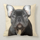 Search for french bulldog puppy cushions Domestic animals