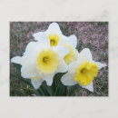 Search for flower bulbs postcards Bloom