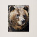 Search for grizzly bear puzzles Nature