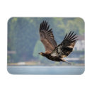 Search for juvenile magnets Birds of prey