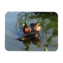 Search for wild duck magnets Waterfowl