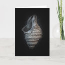 Search for shells cards Unique