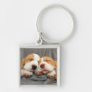 Search for beagle accessories Puppy