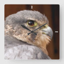 Search for bird of prey art Falcons