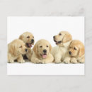 Search for piles postcards Cute