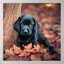 Search for black lab posters Cute