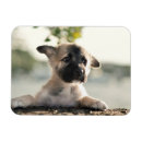 Search for peek a magnets Baby