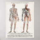 Search for anatomical posters Skeleton