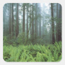 Search for redwoods stickers Landscape