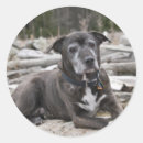Search for american pit stickers Terrier