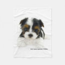 Search for biewer terrier Yorkie