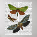 Search for flies posters Flowers