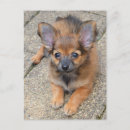 Search for long haired postcards Puppy