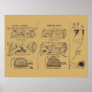 Search for vintage lobster posters Crabs