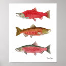 Search for chinook posters Salmon