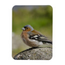 Search for coelebs Animal