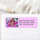 Search for stargazer lily return address labels Floral