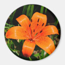 Search for vibrant magnets Floral