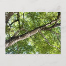 Search for canopy postcards Green
