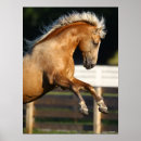 Search for horse breed posters Palomino