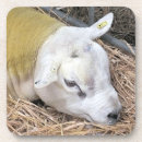 Search for sheep coasters Farming