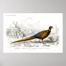 Search for book illustrations posters Old book illustration