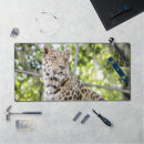 Search for big cats electronics Jungle