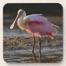 Search for sanibel coasters Bird