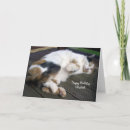 Search for deck of cards Cat