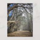 Search for cypress tree postcards California
