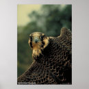 Search for peregrination posters Peregrine