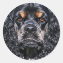 Search for cocker stickers Dogs