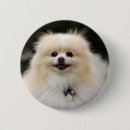 Search for spitz badges Sitting
