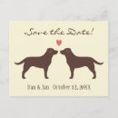 Search for labrador invitations Chocolate labrador retriever
