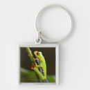 Search for tree frogs key rings Stem