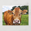 Search for cow postcards Animals