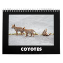 Search for coyote photography Animals
