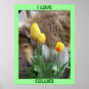 Search for agility posters Canine