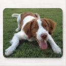 Search for brittany spaniel electronics Puppy