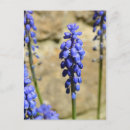 Search for blue hyacinth postcards Flowers