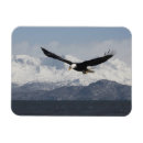 Search for haliaeetus magnets Wildlife