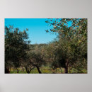 Search for olive tree posters Agriculture