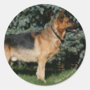 Search for show dog stickers Canine photographer