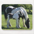 Search for gypsy vanner horse Equine