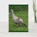 Search for turkey cards Wild
