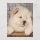 Search for chow chows postcards Pets