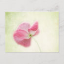 Search for tender postcards Flowers
