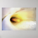 Search for arums posters Lily