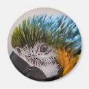 Search for macaw parrot magnets Animal